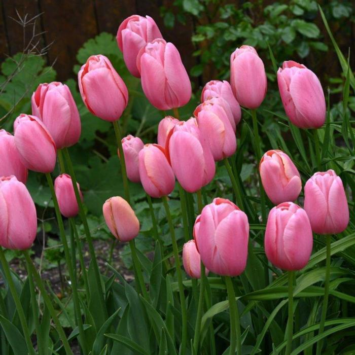 Tulipa 'Pink Impression' plant
