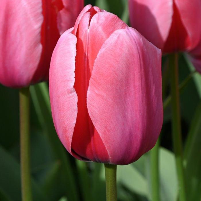 Tulipa 'Pink Impression' plant