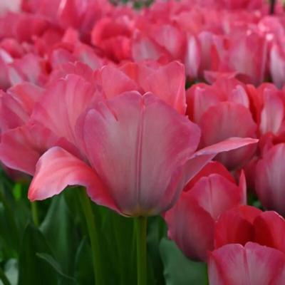 tulipa-pink-sound