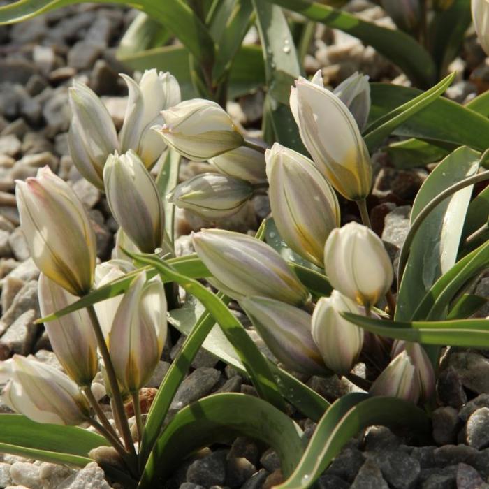 Tulipa polychroma plant
