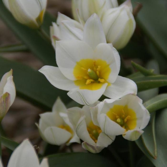 Tulipa polychroma plant