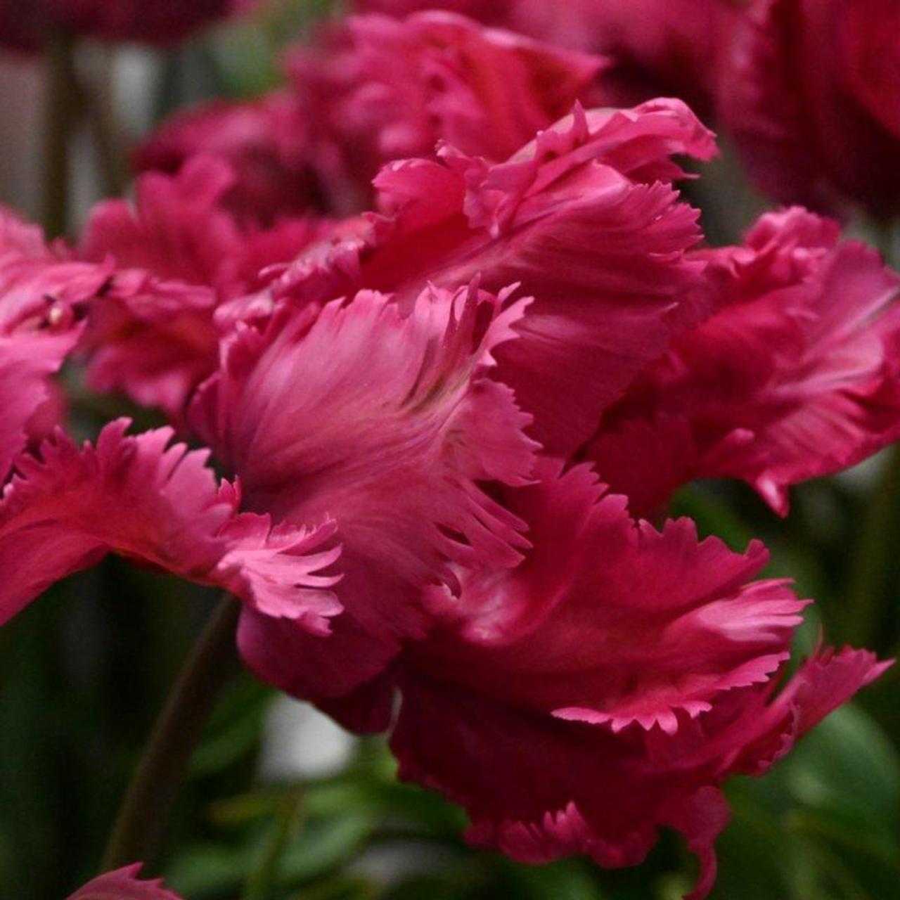 Tulipa 'Power Parrot' plant
