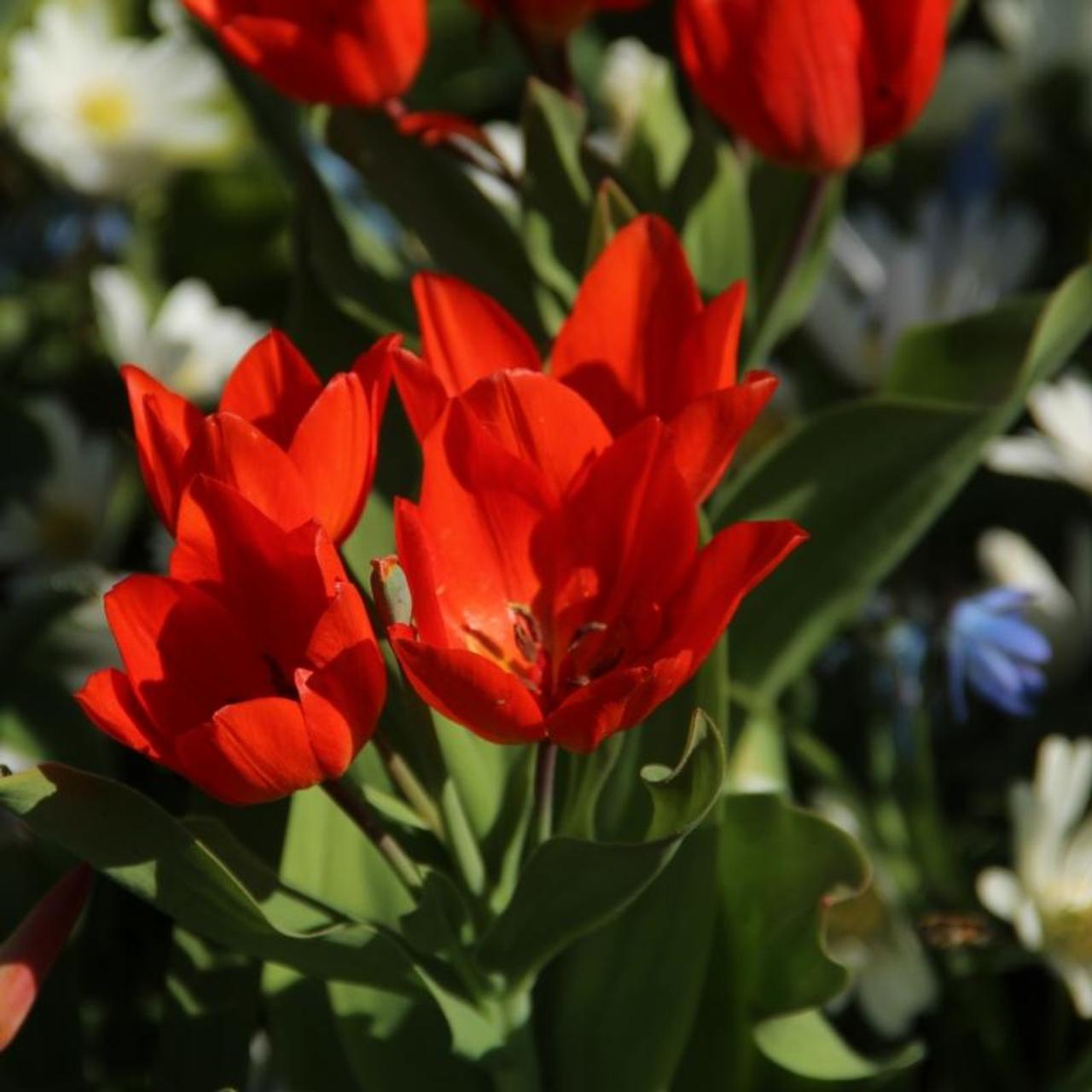 Tulipa praestans 'Fusilier' plant