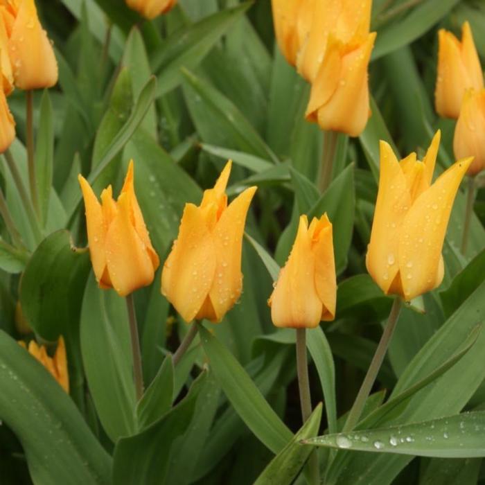 Tulipa praestans 'Shogun' plant