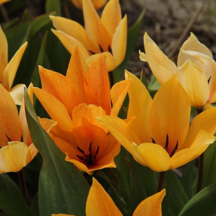 Tulipa praestans 'Shogun' plant