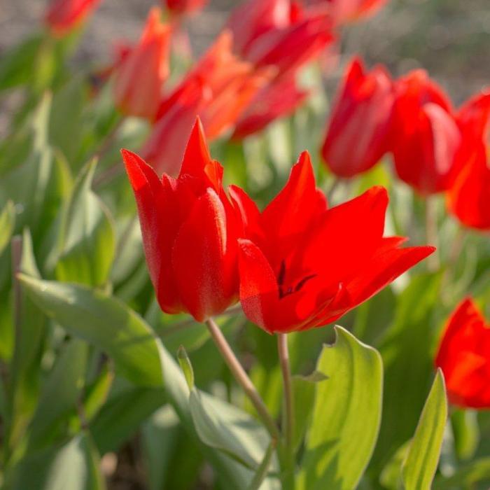 Tulipa praestans 'Zwanenburg Variety' plant