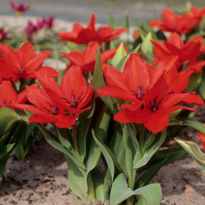 Tulipa praestans 'Zwanenburg Variety' plant