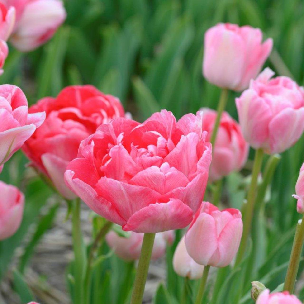 Tulipa 'Princess Angelique' plant