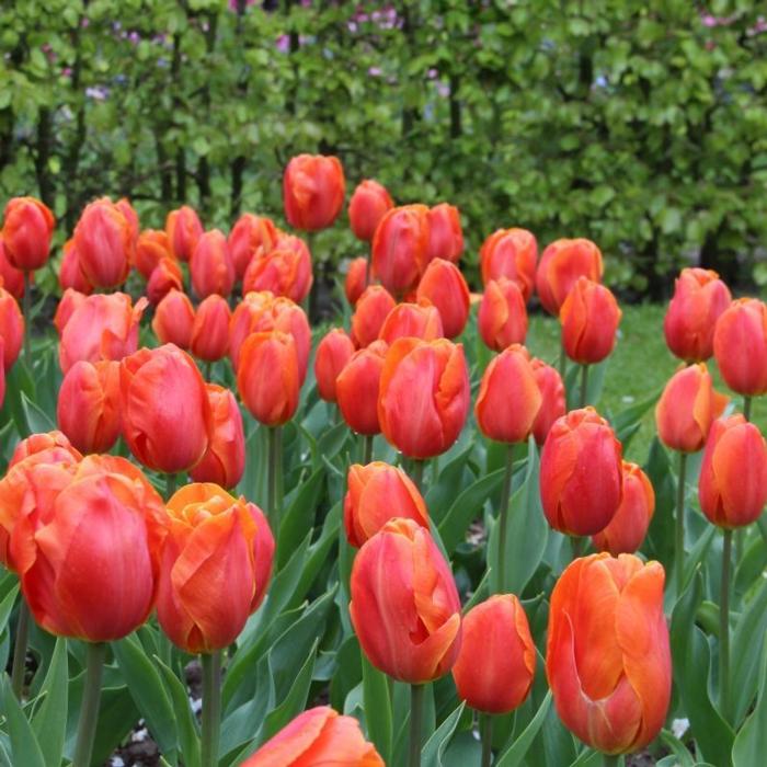Tulipa 'Prins Willem Alexander' plant
