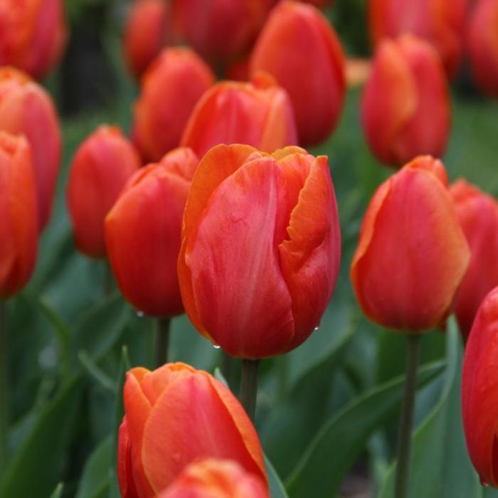 Tulipa 'Prins Willem Alexander' plant