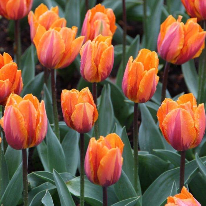 Tulipa 'Prinses Irene' plant