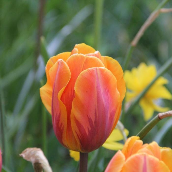 Tulipa 'Prinses Irene' plant
