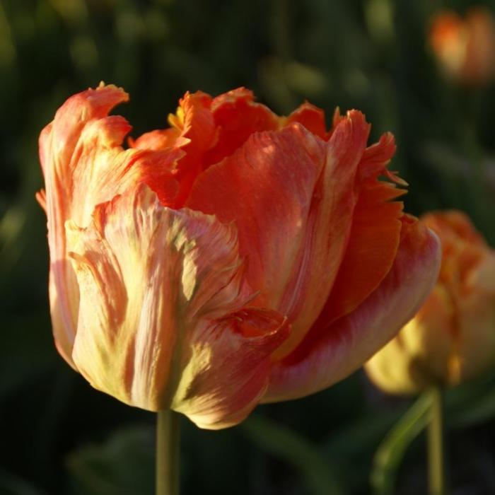 Tulipa 'Professor Röntgen' plant