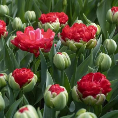 tulipa-promiss