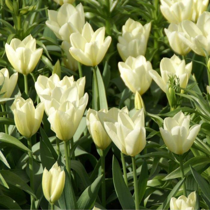 Tulipa 'Purissima' plant