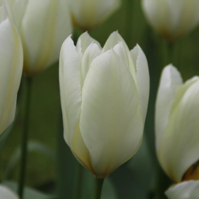 Tulipa 'Purissima' plant