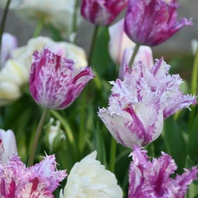 tulipa-purple-circus