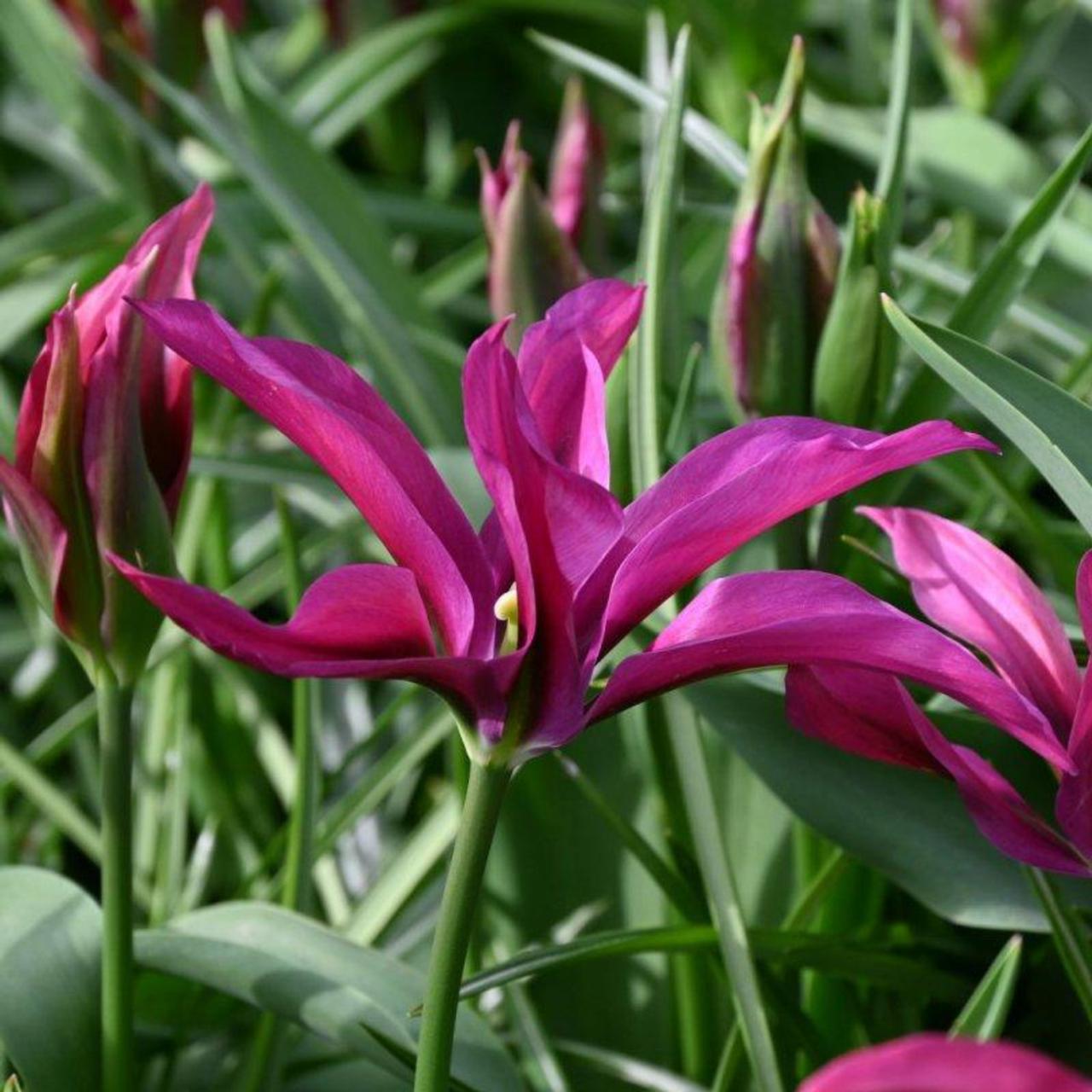 Tulipa 'Purple Doll' plant
