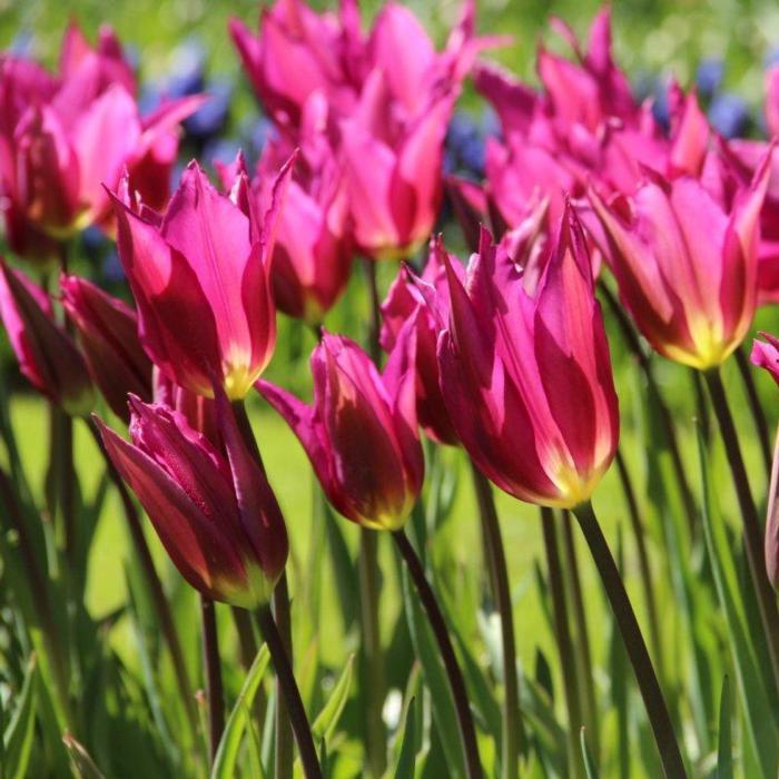 Tulipa 'Purple Dream' plant