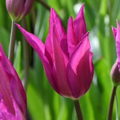 tulipa-purple-dream