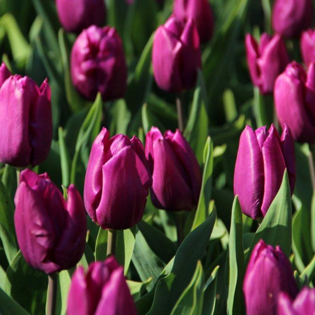 Tulipa 'Purple Prince' plant