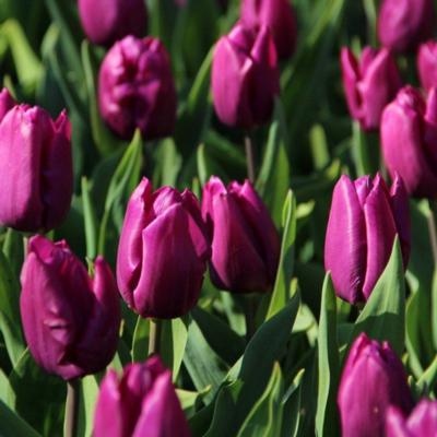 tulipa-purple-prince