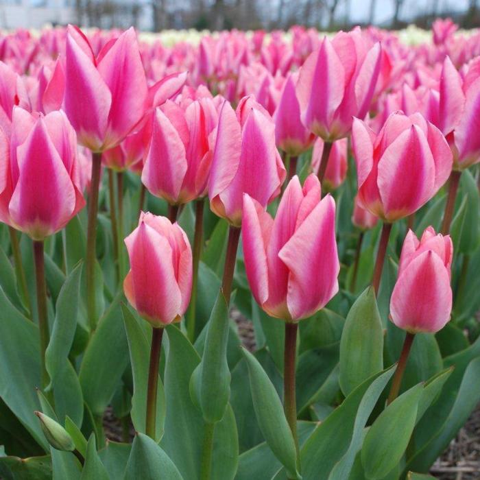 Tulipa 'Purple Purissima' plant