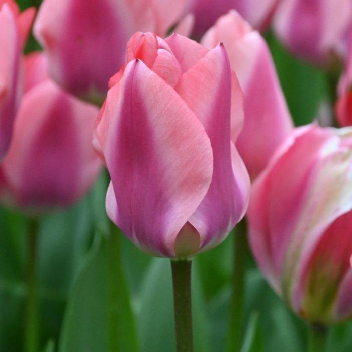 Tulipa 'Purple Purissima' plant