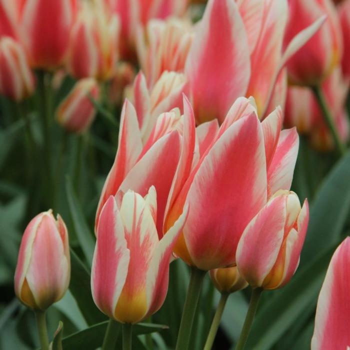 Tulipa 'Quebec' plant