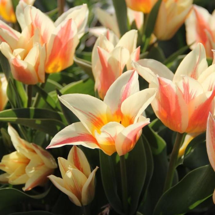 Tulipa 'Quebec' plant