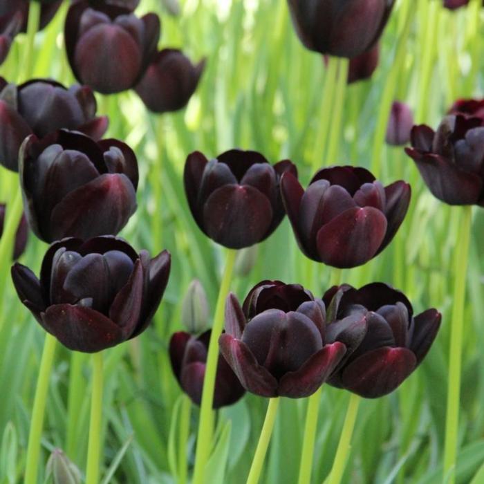 Tulipa 'Queen of the Night' plant