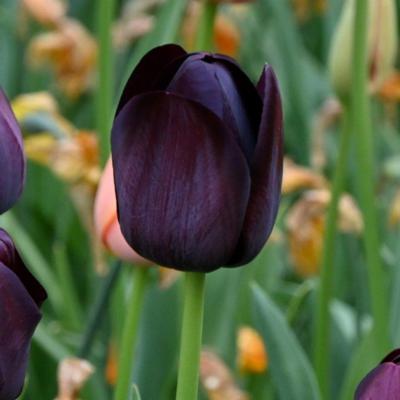 tulipa-queen-of-the-night