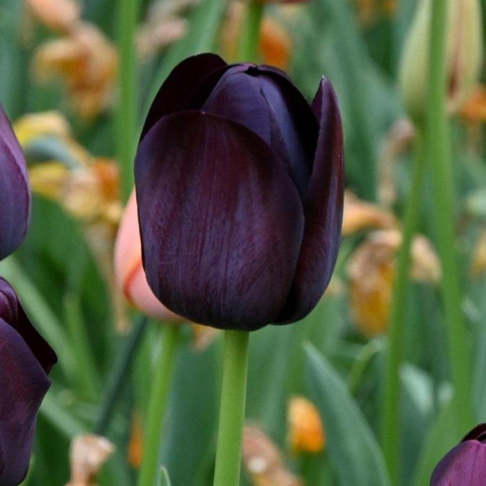 Tulipa 'Queen of the Night' plant