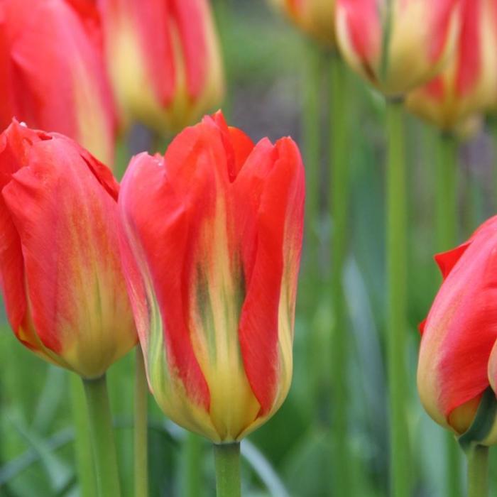 Tulipa 'Red Alert' plant