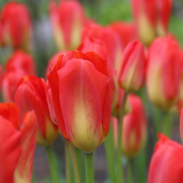 Tulipa 'Red Alert' plant