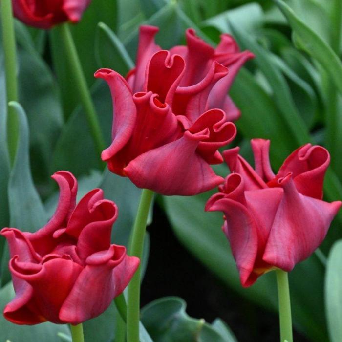 Tulipa 'Red Dress'  plant