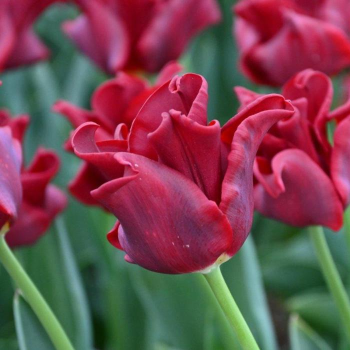 Tulipa 'Red Dress'  plant