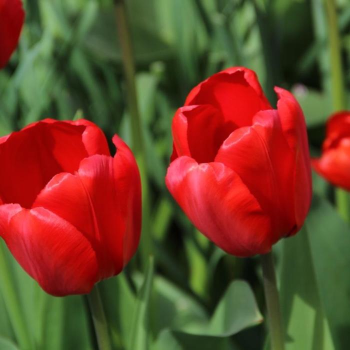 Tulipa 'Red Impression' plant