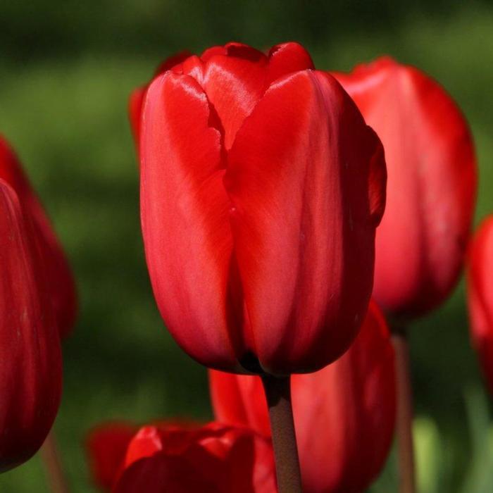 Tulipa 'Red Impression' plant