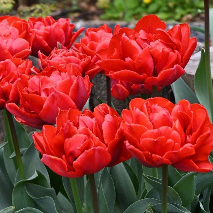 Tulipa 'Red Princess' plant