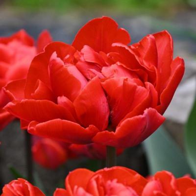 tulipa-red-princess