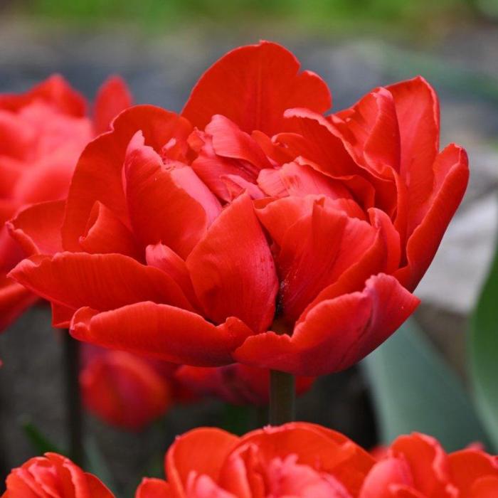 Tulipa 'Red Princess' plant