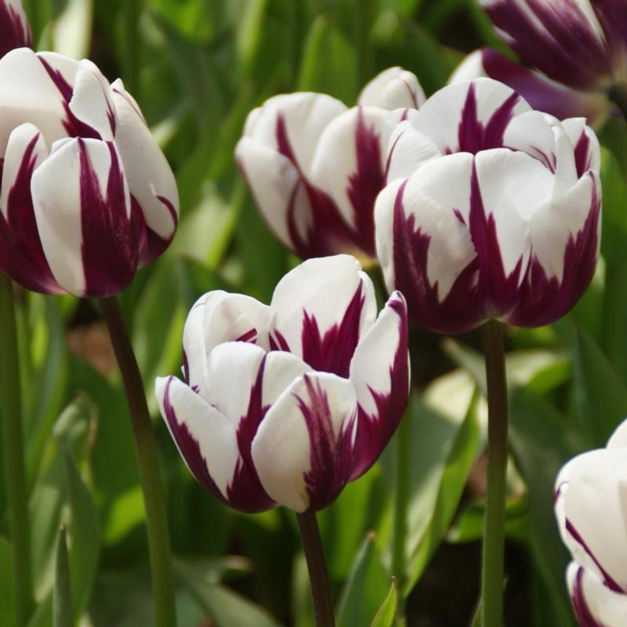 Tulipa 'Rem's Favourite' plant