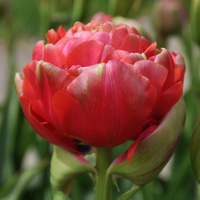 Tulipa 'Renown Unique' plant
