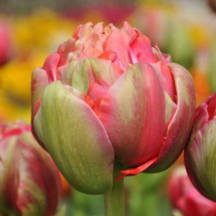 Tulipa 'Renown Unique' plant