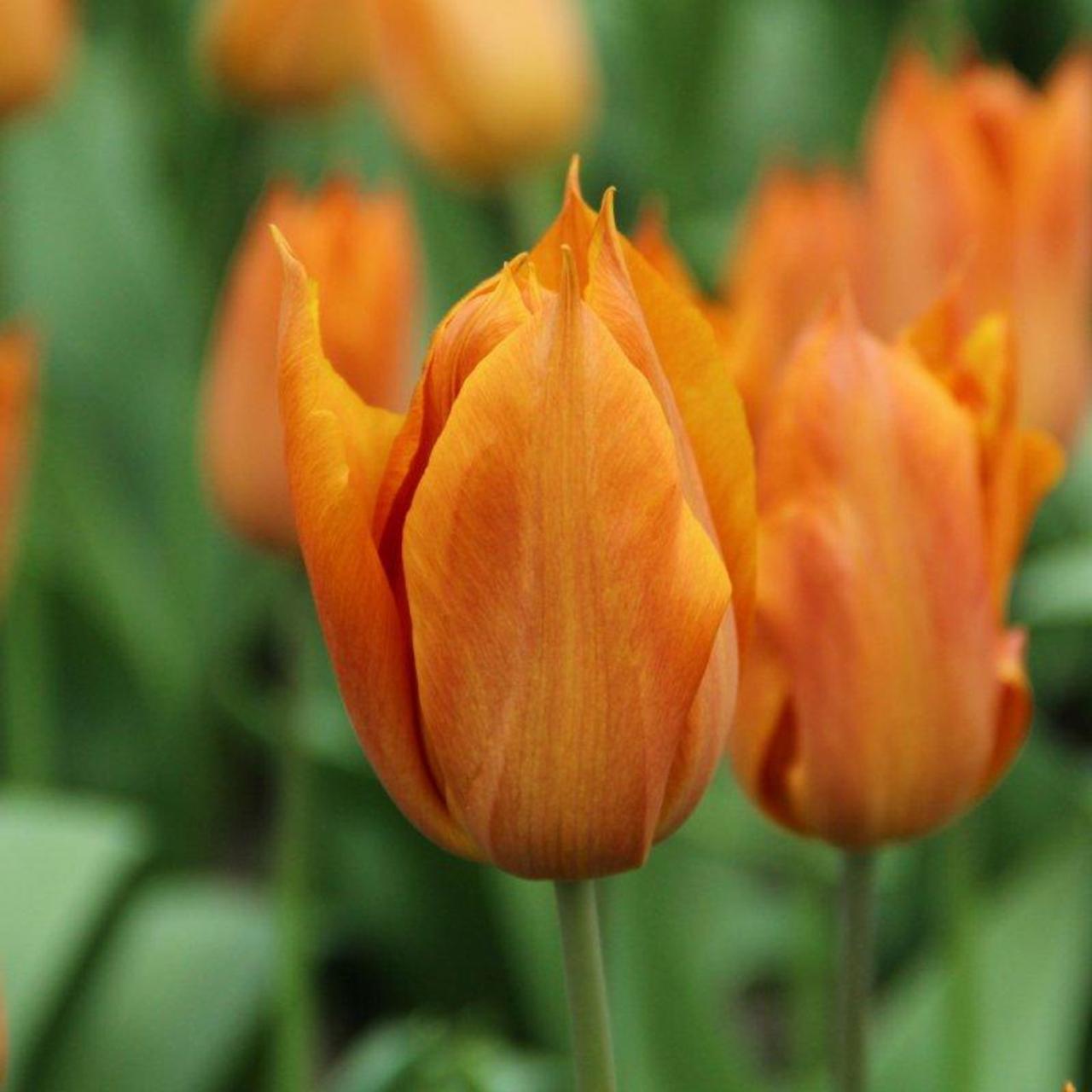 Tulipa 'Request' plant