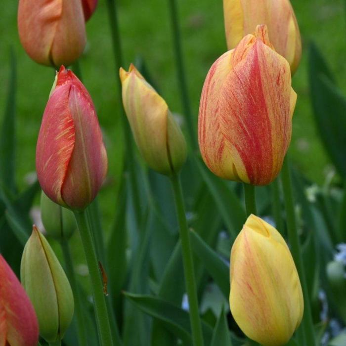 Tulipa 'Rhapsody of Smile' plant