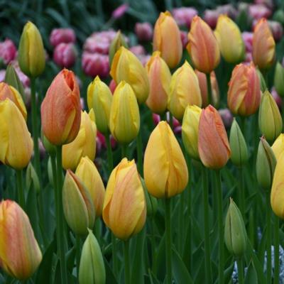 tulipa-rhapsody-of-smile