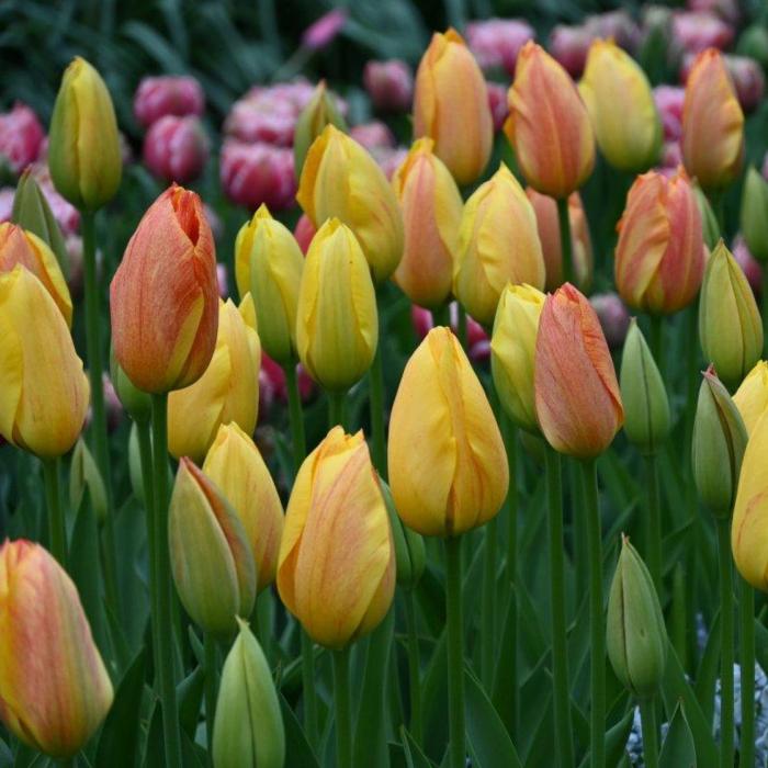 Tulipa 'Rhapsody of Smile' plant