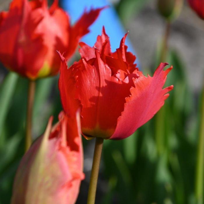 Tulipa 'Robbedoes'  plant